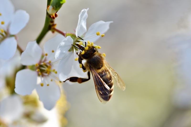 jardinerie-LE BROC-min_bee-4092986